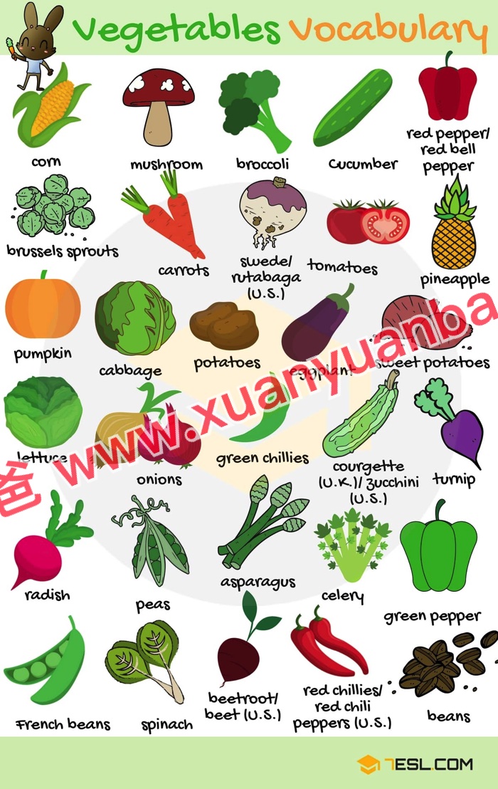 《7ESL网图解英语主题卡片419张》名词谚语语法高清JPG图片+单词视频 百度云网盘下载