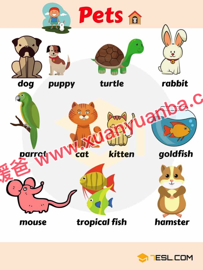 《7ESL网图解英语主题卡片419张》名词谚语语法高清JPG图片+单词视频 百度云网盘下载