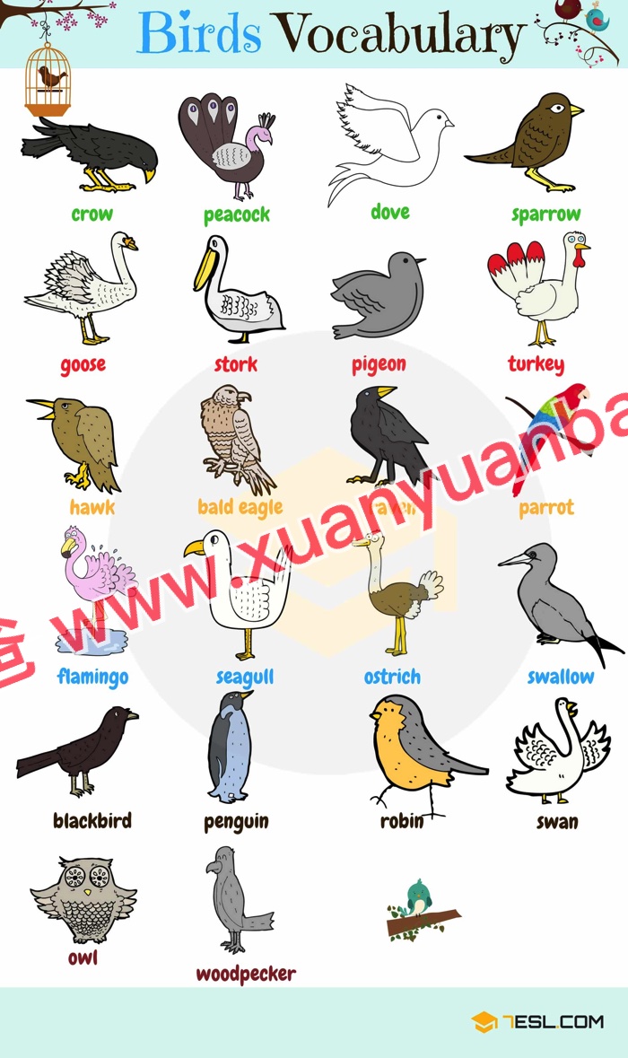 《7ESL网图解英语主题卡片419张》名词谚语语法高清JPG图片+单词视频 百度云网盘下载