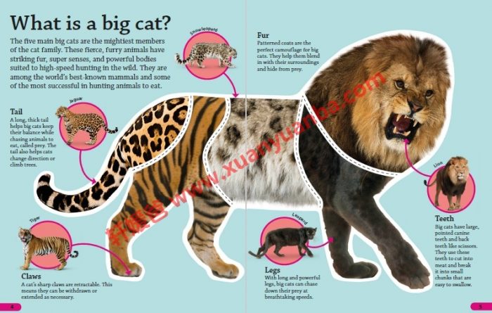 《DK Findout百科知识全系列31本》孩子秒变科普小达人 百度云网盘下载