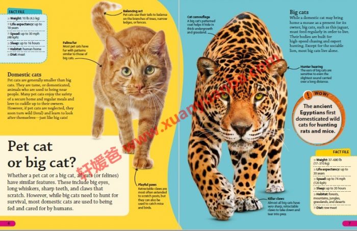 《DK Findout百科知识全系列31本》孩子秒变科普小达人 百度云网盘下载