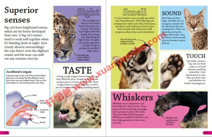 《DK Findout百科知识全系列31本》孩子秒变科普小达人 百度云网盘下载