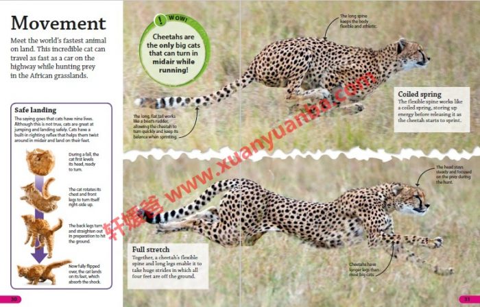 《DK Findout百科知识全系列31本》孩子秒变科普小达人 百度云网盘下载