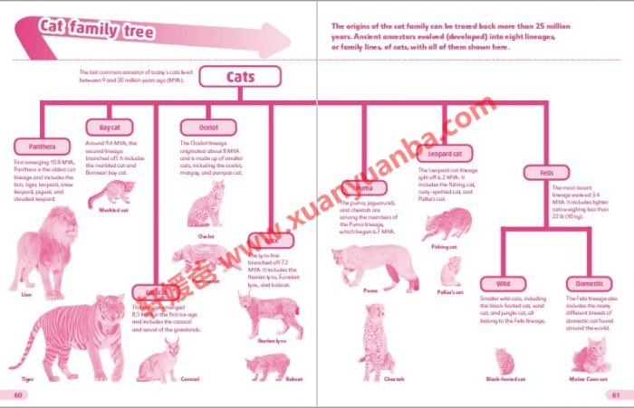 《DK Findout百科知识全系列31本》孩子秒变科普小达人 百度云网盘下载