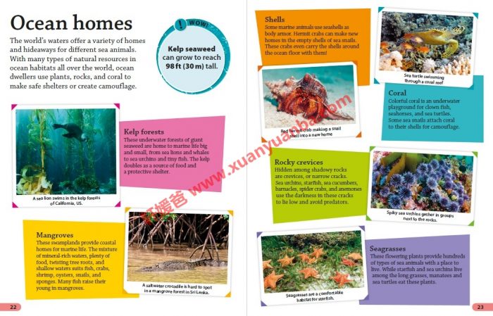 《DK Findout百科知识全系列31本》孩子秒变科普小达人 百度云网盘下载