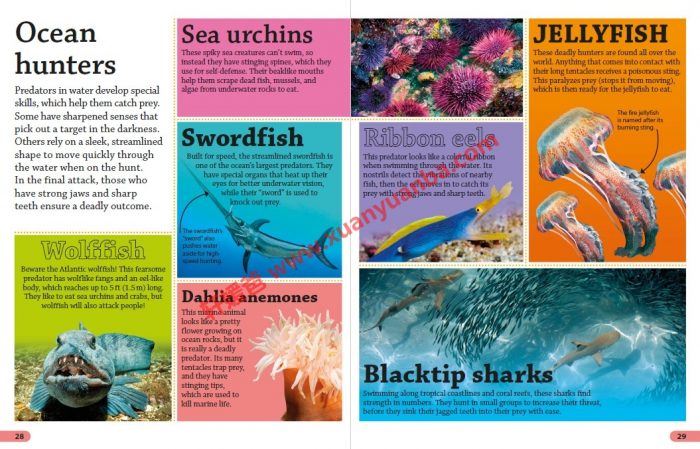 《DK Findout百科知识全系列31本》孩子秒变科普小达人 百度云网盘下载