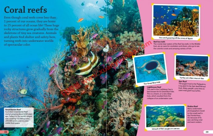 《DK Findout百科知识全系列31本》孩子秒变科普小达人 百度云网盘下载