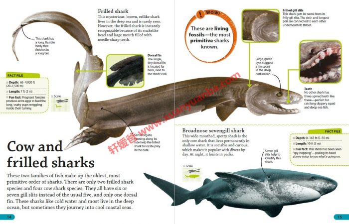 《DK Findout百科知识全系列31本》孩子秒变科普小达人 百度云网盘下载