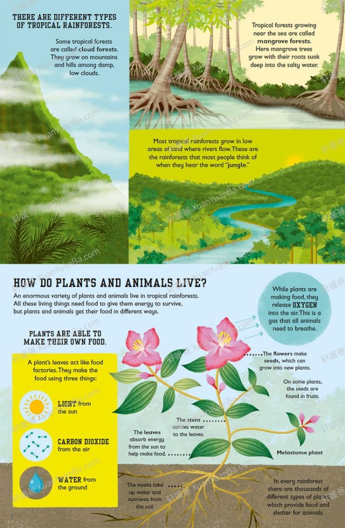 《The Rainforest Book 》DK热带雨林原版英文绘本 PDF 百度云网盘下载