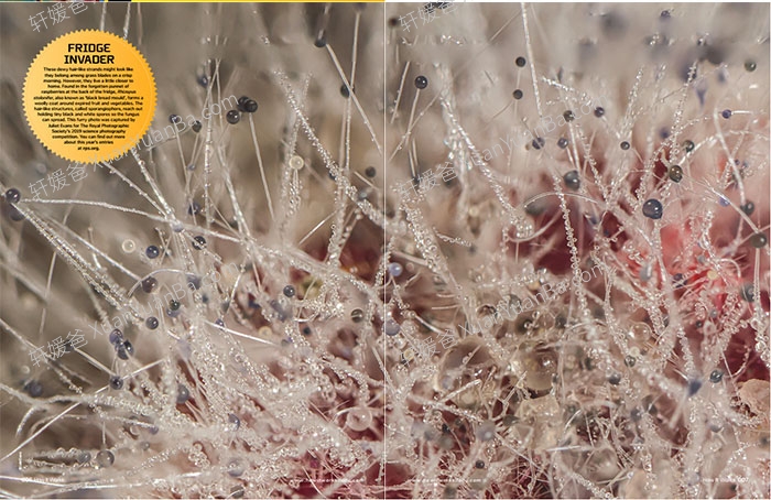 《How It Works 2014-2022杂志合集》青少年万物科普科学英语阅读杂志PDF 百度云网盘下载