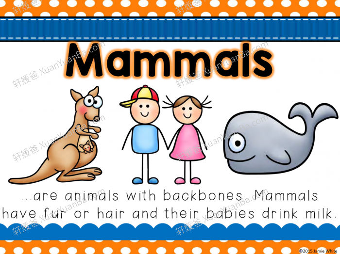 《Animals Preschool 》关动物的所有知识练习纸98页PDF 百度云网盘下载