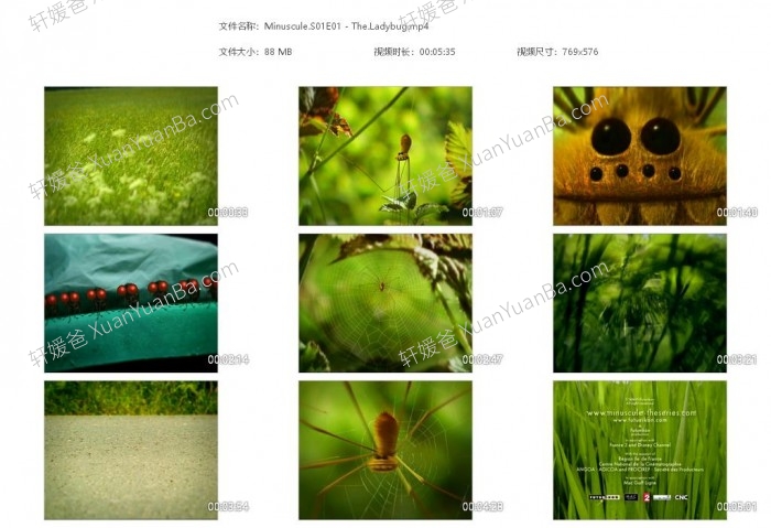 《Minuscule》微观小世界1-2季昆虫秀动画记录片176集 AVI视频 百度云网盘下载