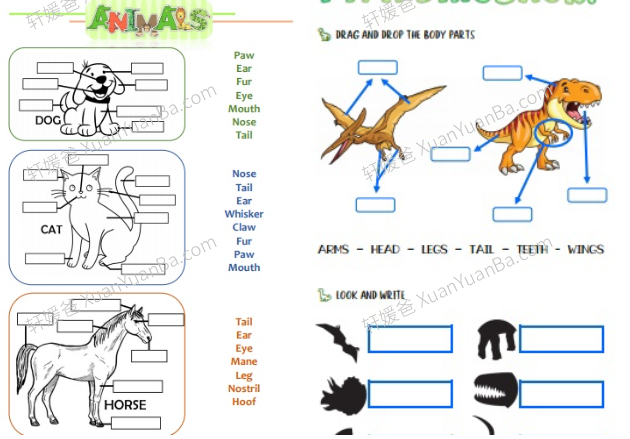 《动物身体部位 ANIMAL BODY PARTS》主题词汇专项练习PDF 百度云网盘下载