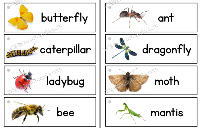 《Prekinders 英语单词闪卡30册》PDF百度云网盘下载