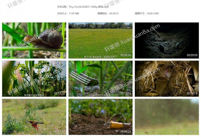 《小小世界 Tiny World》BBC纪录片1-2季全MP4视频 百度云网盘下载