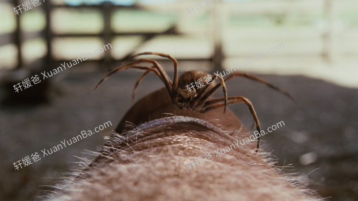 《10本儿童必读英文名著电影》PDF+MKV视频 百度云网盘下载