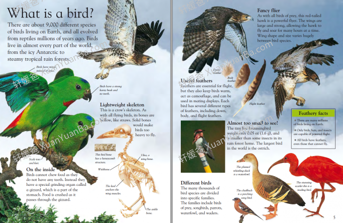 《DK EyeWonder Series》26册视觉大发现儿童阅读科普百科英文绘本 百度云网盘下载