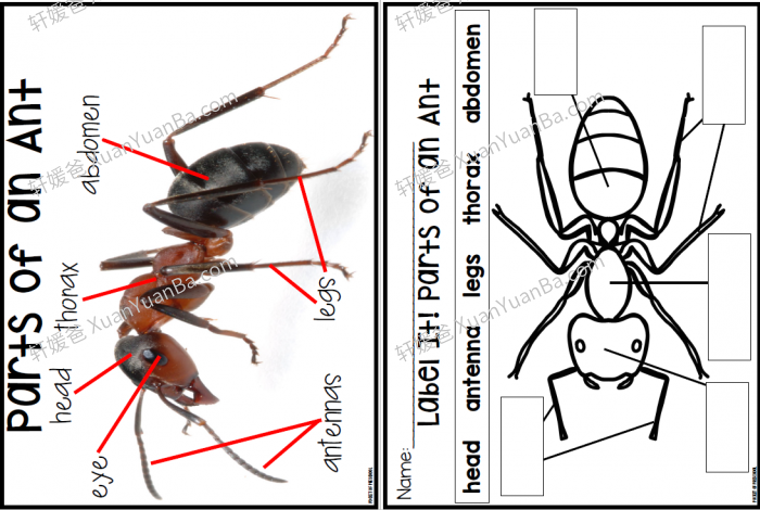 《Preschool Science BUNDLE》科学实践手工作业纸PDF 百度云网盘下载