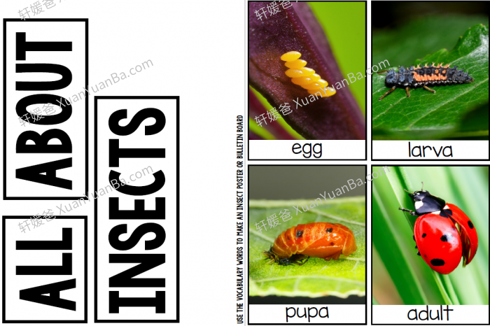 《Preschool Science BUNDLE》科学实践手工作业纸PDF 百度云网盘下载