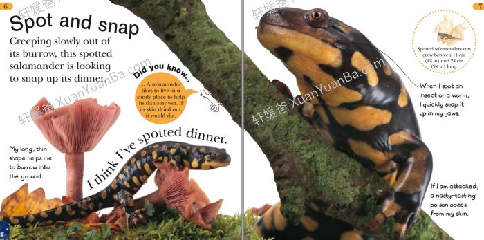 《百科读物 DK 24 Hours》超精美科普英文绘本PDF 百度云网盘下载