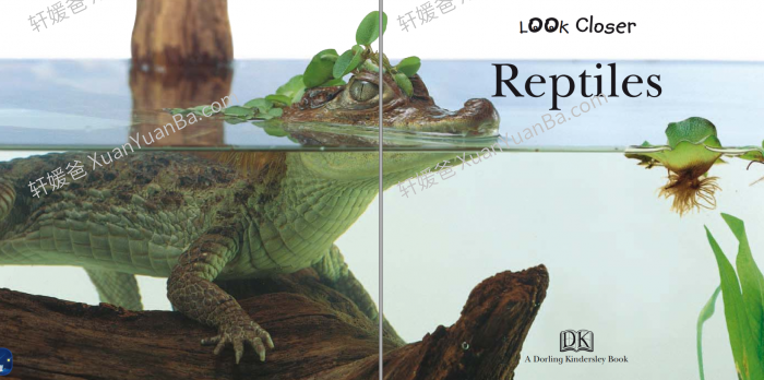 《百科读物 DK 24 Hours》超精美科普英文绘本PDF 百度云网盘下载