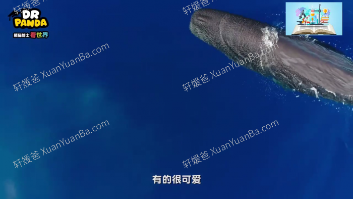 《熊猫博士看世界》全集229集26个不同主题MP4高清视频 百度网盘下载