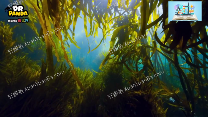 《熊猫博士看世界》全集229集26个不同主题MP4高清视频 百度网盘下载