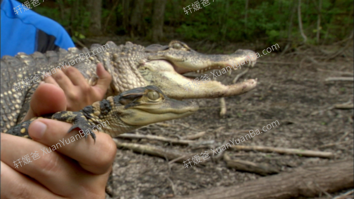 《Wild Kratts 动物兄弟 兄弟冒险王》第一季40集高清科普英文动画片MKV视频 百度云网盘下载