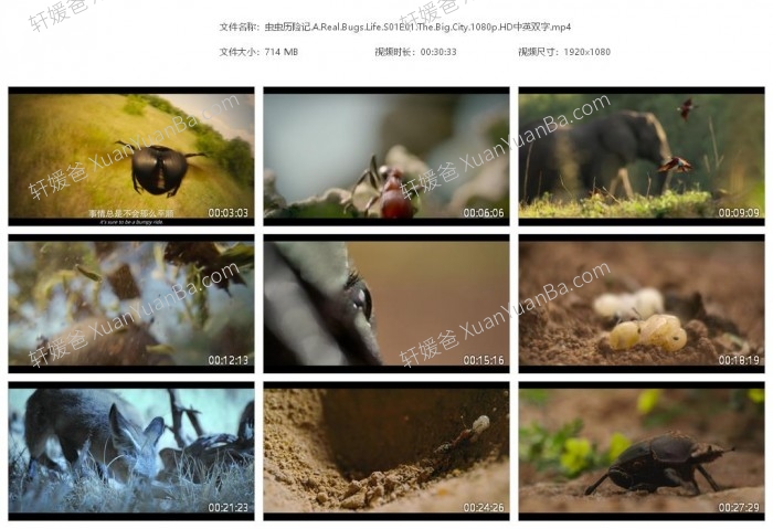 《虫虫历险记》第一季英文版5集全纪录片MP4视频  百度云网盘下载