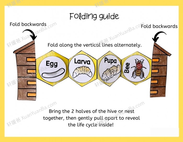 《13款动植物生命周期安静书》英文手工科学素材PDF 百度云网盘下载