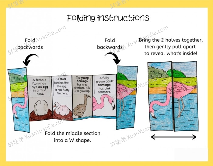 《13款动植物生命周期安静书》英文手工科学素材PDF 百度云网盘下载