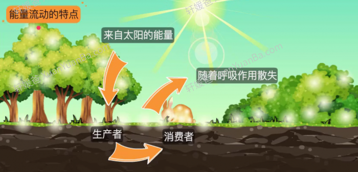 《生物大百科》182集初中小四门生物知识动画MP4视频  百度网盘下载