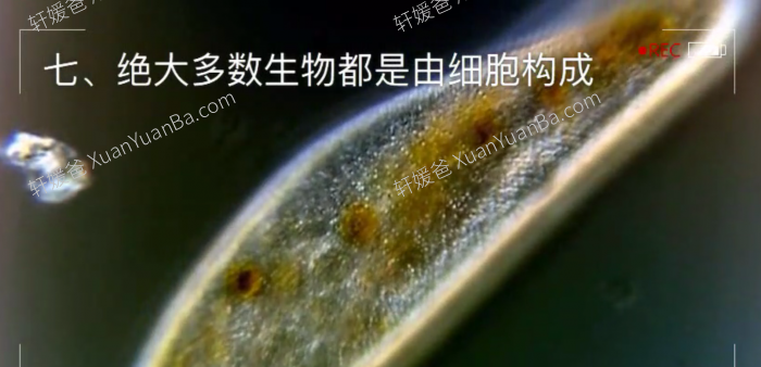 《生物大百科》182集初中小四门生物知识动画MP4视频  百度网盘下载