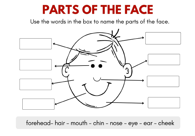 《Face Parts Worksheets for Kids》关于面部结构的英语手工PDF 百度云网盘下载