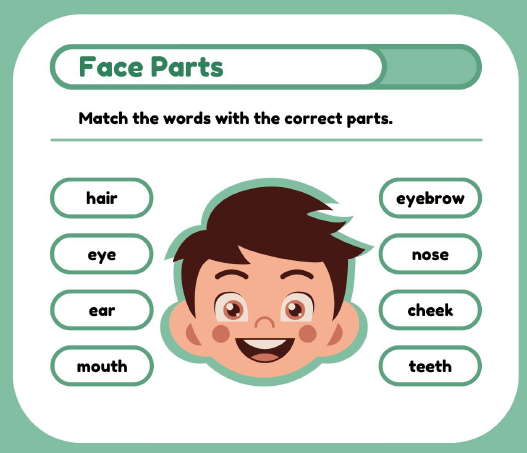 《Face Parts Worksheets for Kids》关于面部结构的英语手工PDF 百度云网盘下载