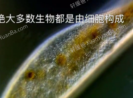 《生物大百科》182集初中小四门生物知识动画MP4视频  百度网盘下载