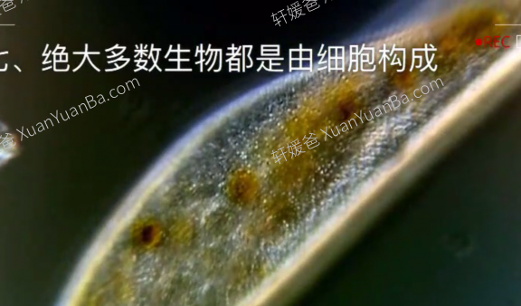 《生物大百科》182集初中小四门生物知识动画MP4视频  百度网盘下载
